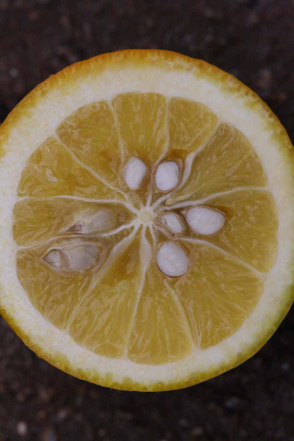            Fruit cross-section (Riverside, CA)   